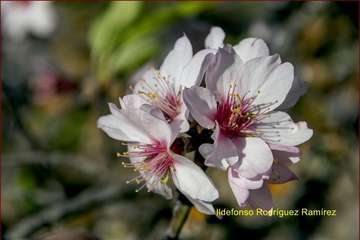 Manto de tonos blancos y rosas en Gran Canaria (Reportaje gráfico de Ildefonso Rodríguez)